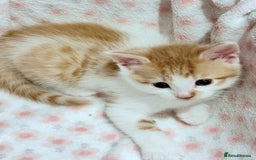 Scottish Fold cats for sale: Scottish fold mix with tabby .  - Image 8