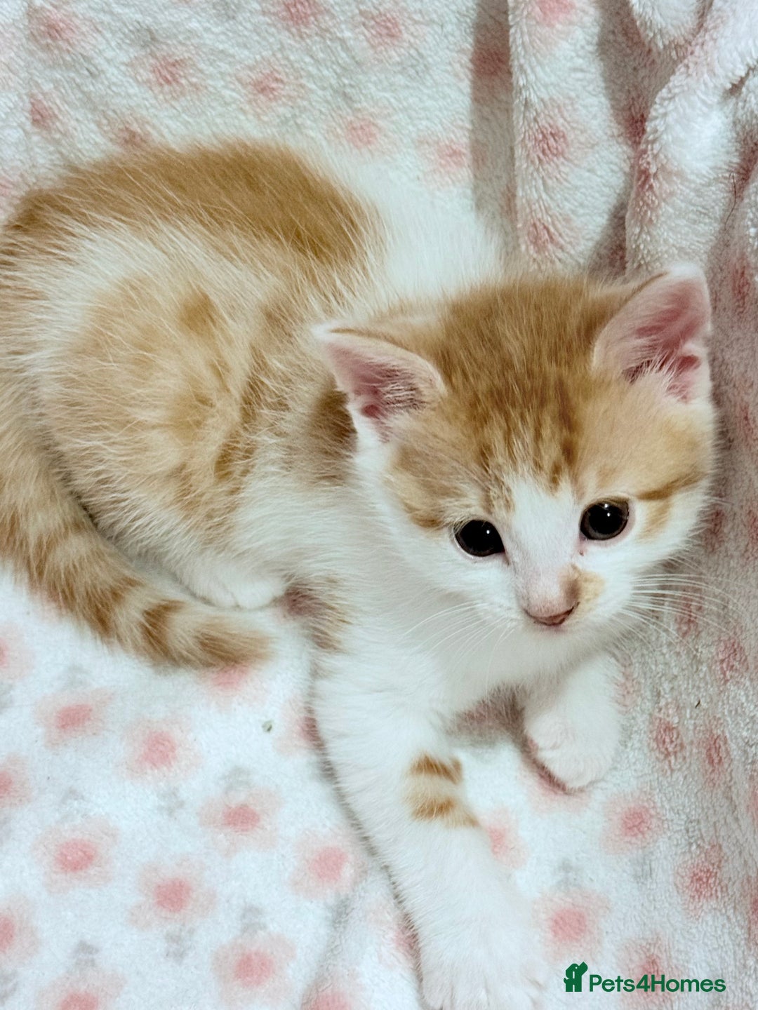 Scottish Fold cats for sale: Scottish fold mix with tabby .  - Image 8