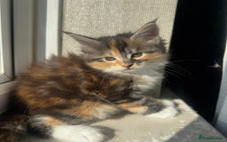 Maine Coon cats for sale: 1 BLACK SMOKE BOY 1 TORTIE GIRL MAINE COON KITTENS - Image 24