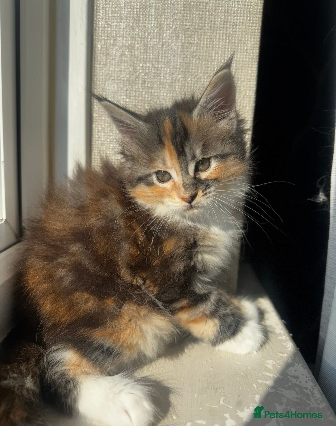 Maine Coon cats for sale: 1 BLACK SMOKE BOY 1 TORTIE GIRL MAINE COON KITTENS - Image 24