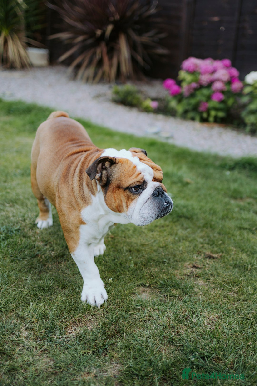 English Bulldog dogs for sale: Stunning litter of  English bulldog puppies - Image 33
