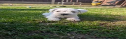 Miniature Schnauzer dogs for sale: KC Registered Miniature Schnauzer Puppies - Advert 7