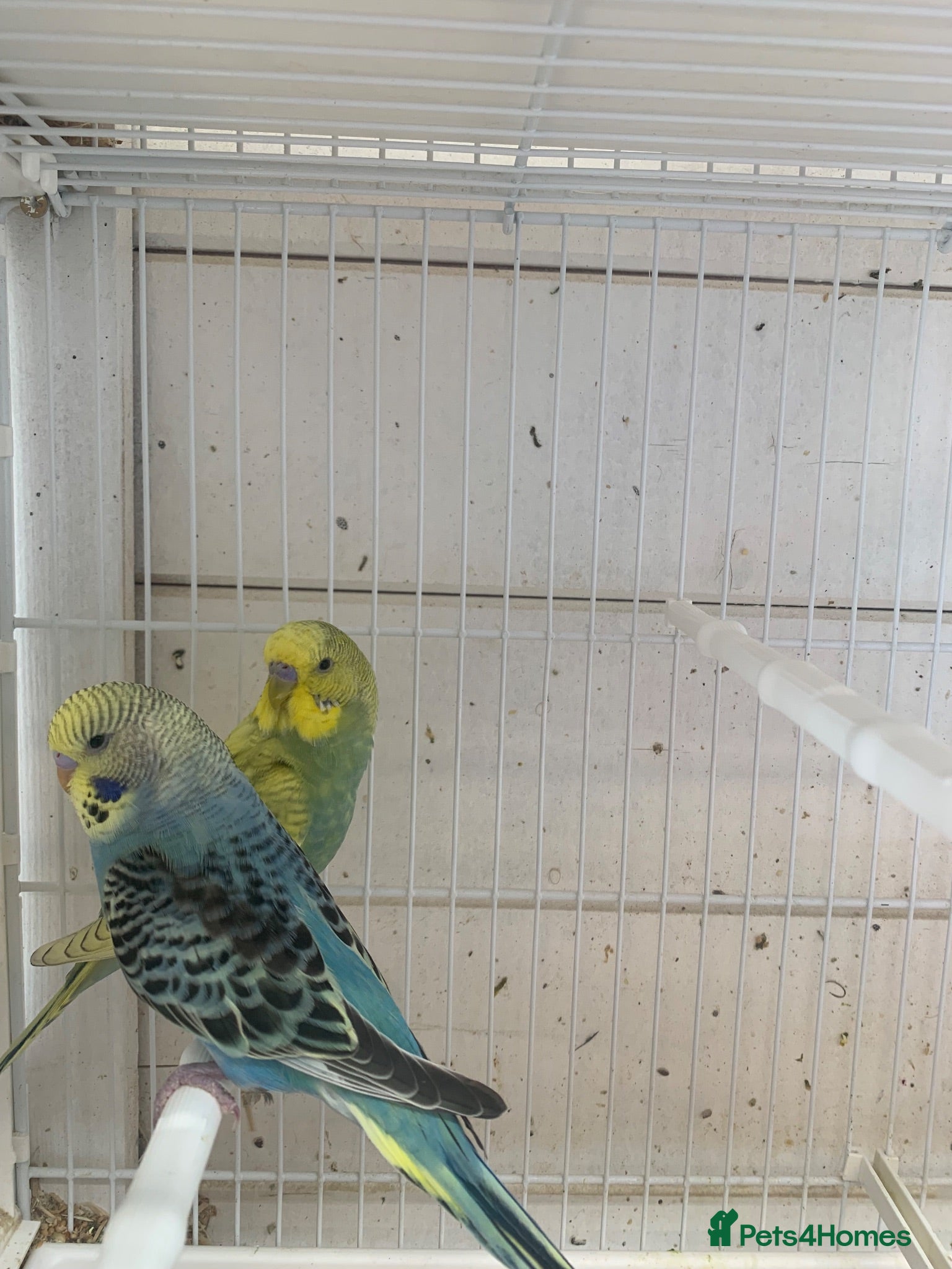 Budgerigars birds Budgies - Advert 13