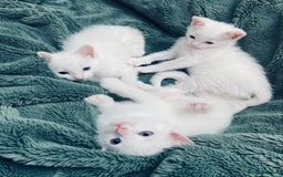 Ragdoll cats for sale: l Ragdol Kiten - Image 1