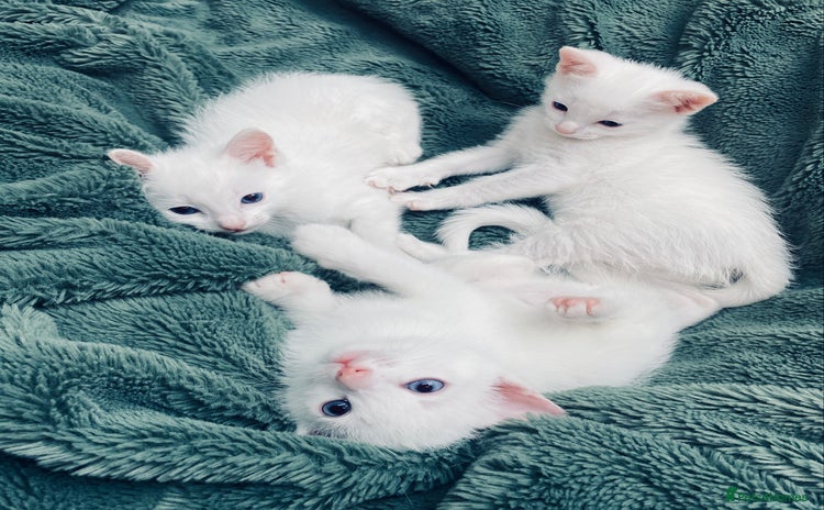 Ragdoll cats - Advert 12