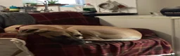Great Dane dogs for sale: Great Dane  - Advert 3