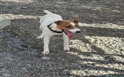 Mixed Breed dogs for adoption: Little Reggie wants to go home  - Image 3