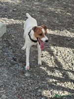 Mixed Breed dogs Little Reggie wants to go home - Advert 3