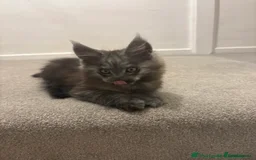 Maine Coon cats for sale: Maine Coon baby boy in Tunbridge Wells - Image 4