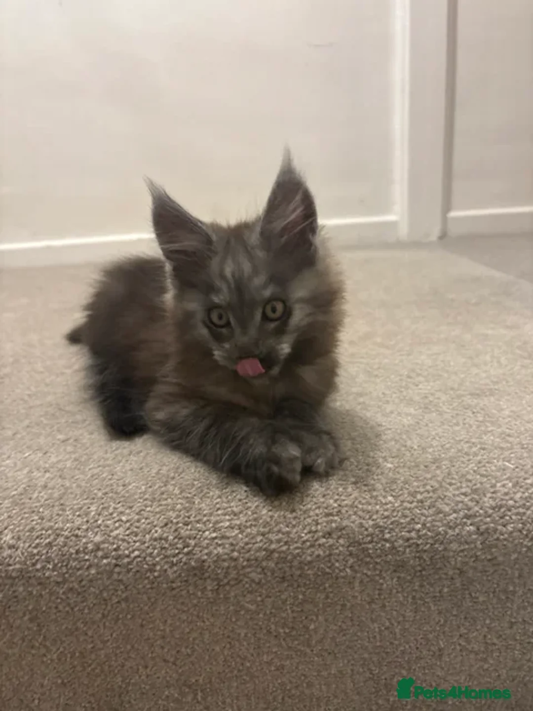Maine Coon cats for sale: Maine Coon baby boy in Tunbridge Wells - Image 4