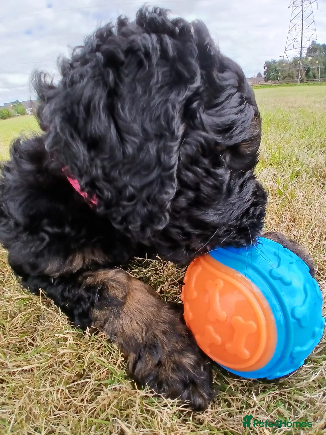 Bernedoodle dogs for sale: F2b midi Bernedoodle  - Advert 2