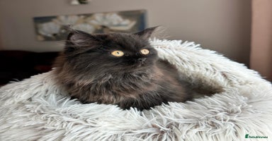 Siberian cats - Advert 11