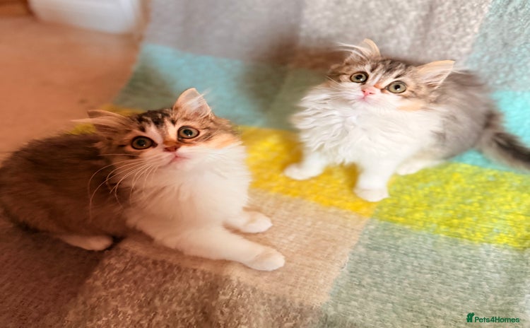 Siberian cats - Advert 5