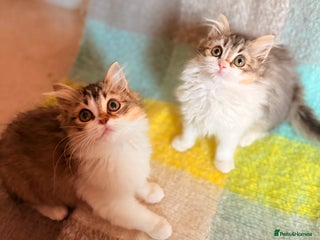 Siberian cats - Advert 26