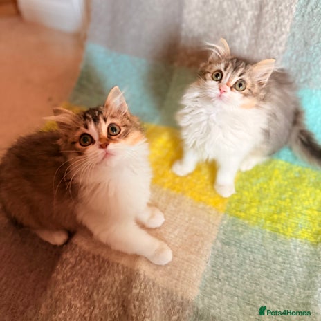 Siberian cats - Advert 4