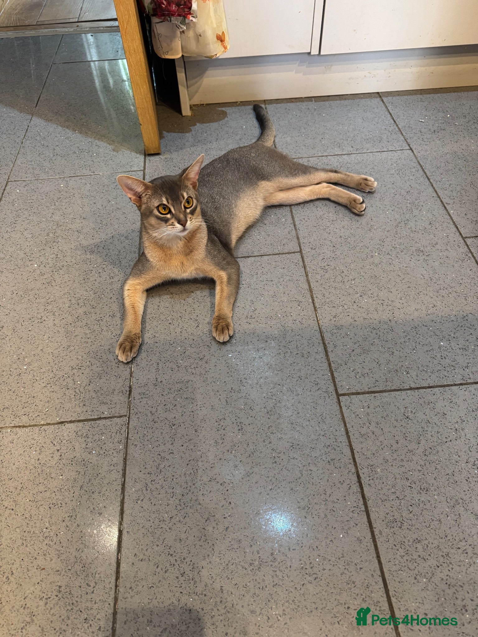 Abyssinian cats Champion blue Abby. Atlantis - Advert 2