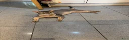 Abyssinian cats for stud: Champion blue Abby. Atlantis - Advert 2