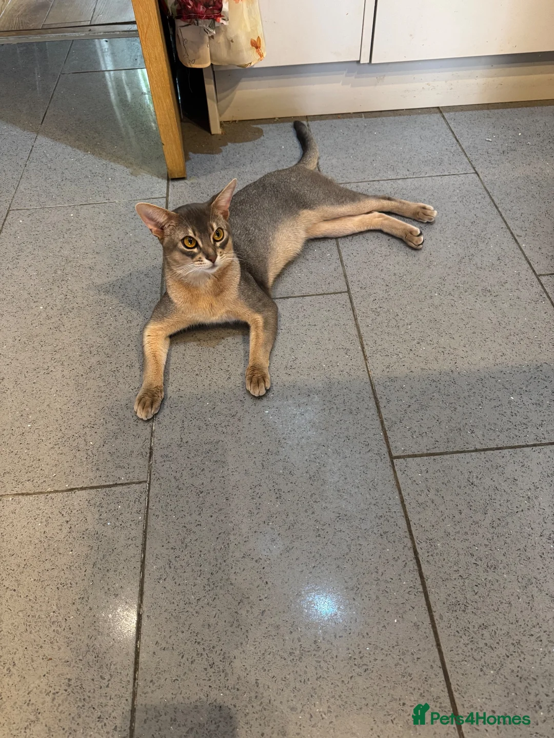 Abyssinian cats for stud: Champion blue Abby. Atlantis - Advert 2