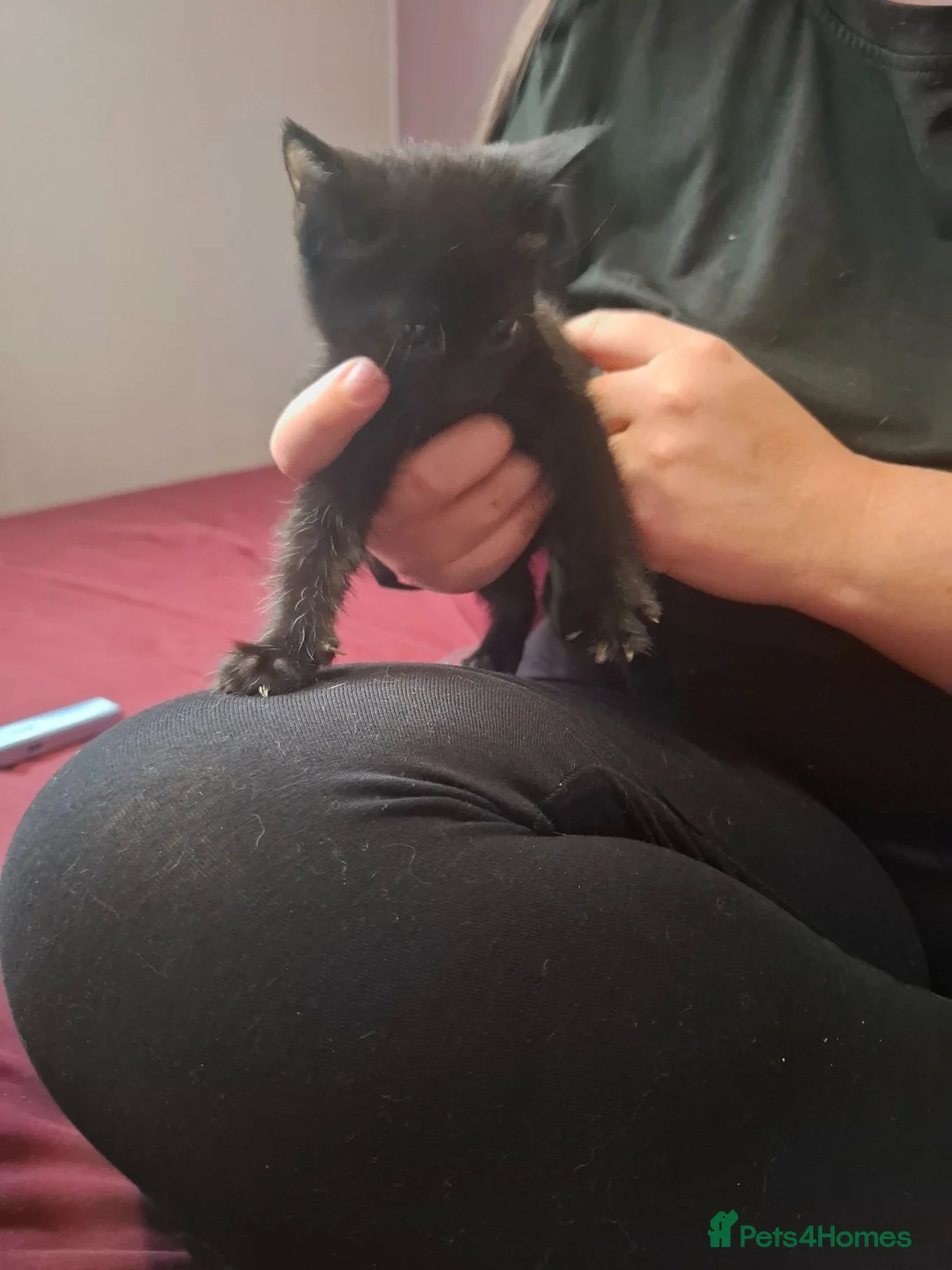 Mixed Breed cats for sale: 1 beautiful grey kitten, 5 lovely black kittens  - Advert 7