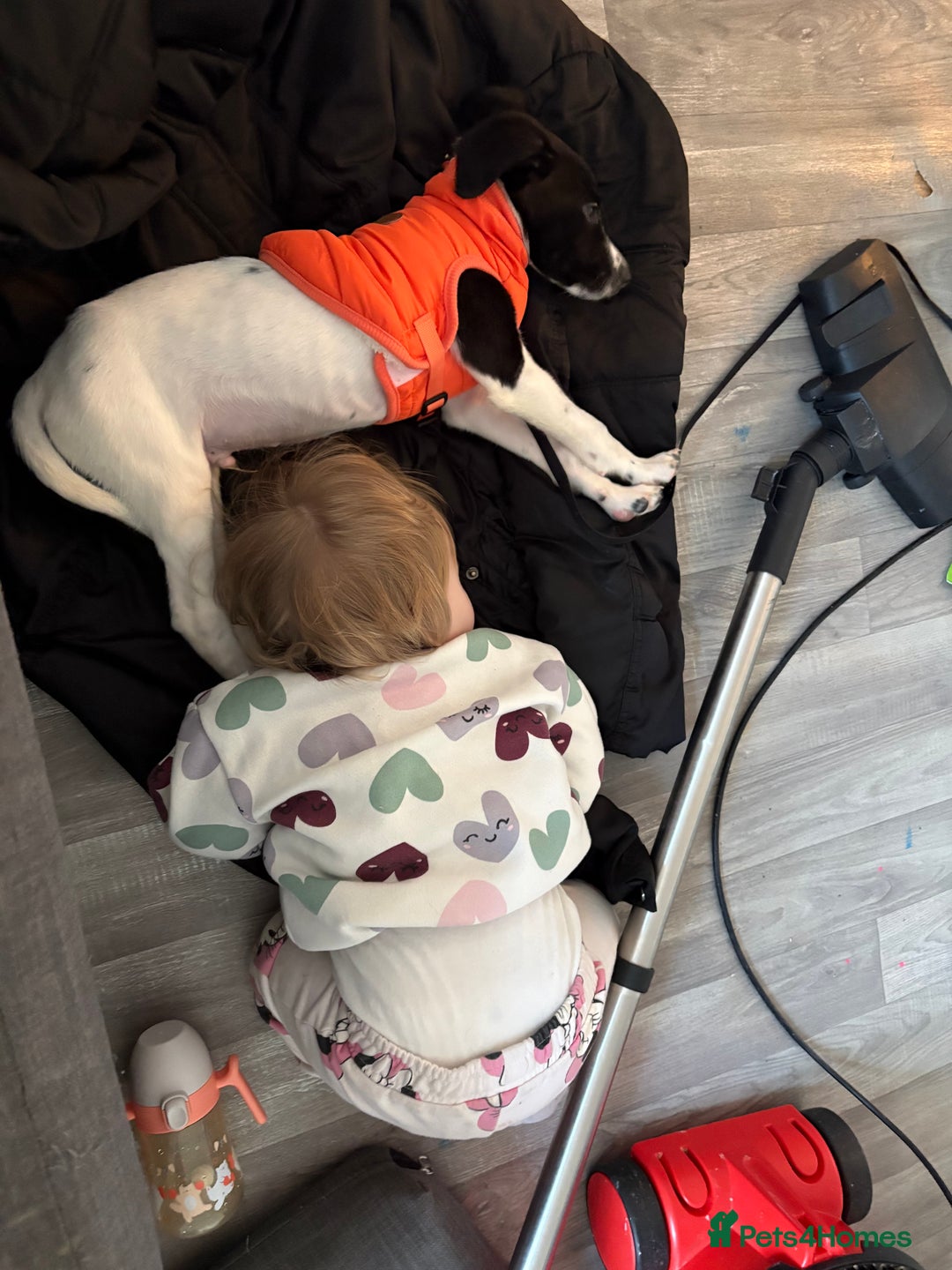 Mixed Breed dogs for sale: Puppy for sale  - Advert 9