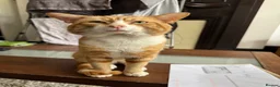 British Shorthair cats for sale: Garfield friendly outdoor cat  - Advert 3
