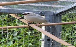Finches birds for sale: Java finch baby's  - Image 1