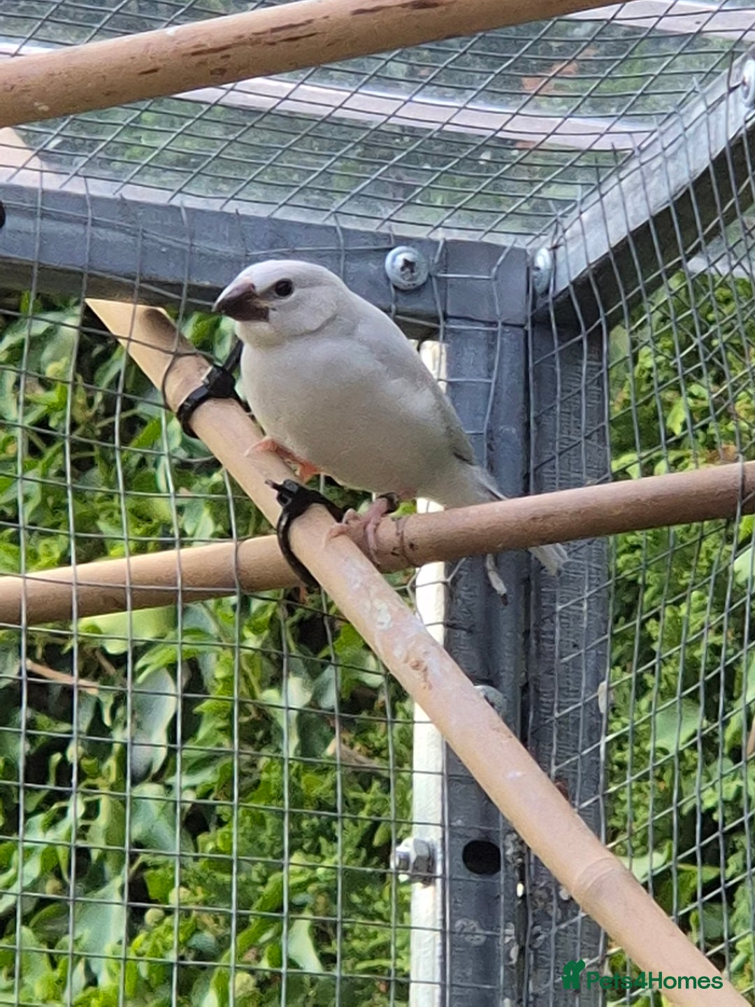 Finches birds for sale: Java finch baby's  - Image 1