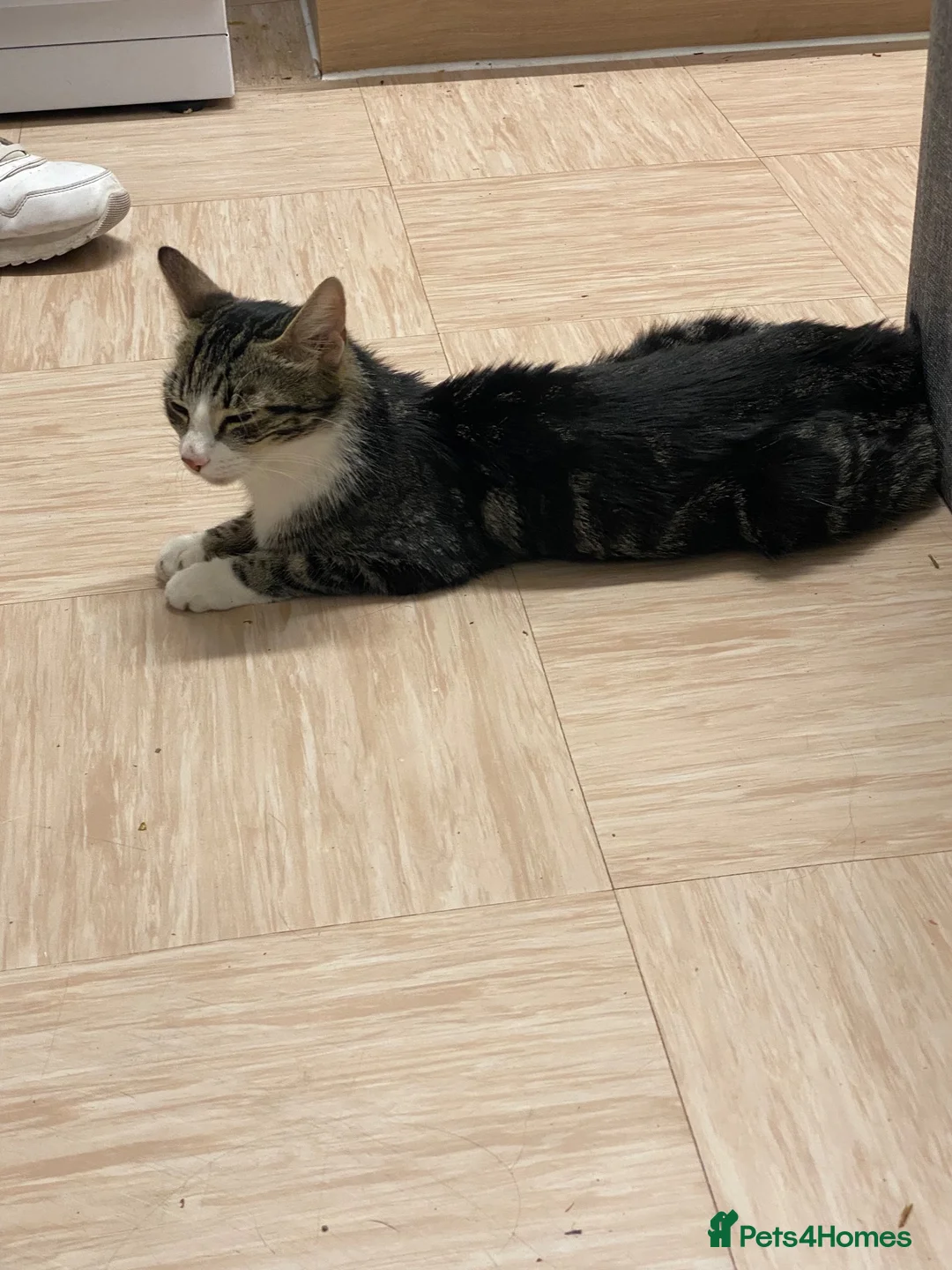 Mixed Breed cats for sale: Gorgeous young girl  £10 - Advert 7