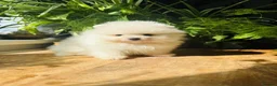 Pomeranian dogs for sale: Pure Pomeranians ready now! in Castleford - Advert 9