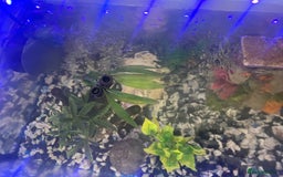 Goldfish fish for sale: Variety of fish and tank for sale in Cheltenham - Image 5