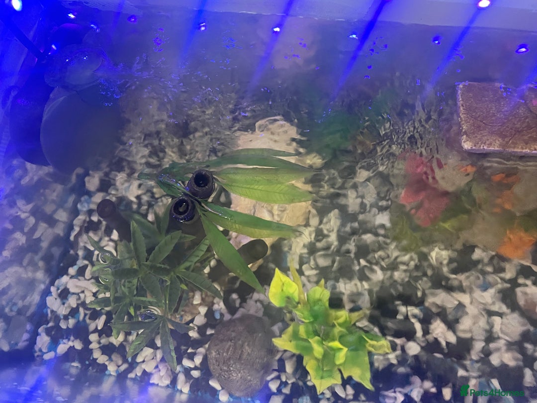 Goldfish fish for sale: Variety of fish and tank for sale in Cheltenham - Image 5