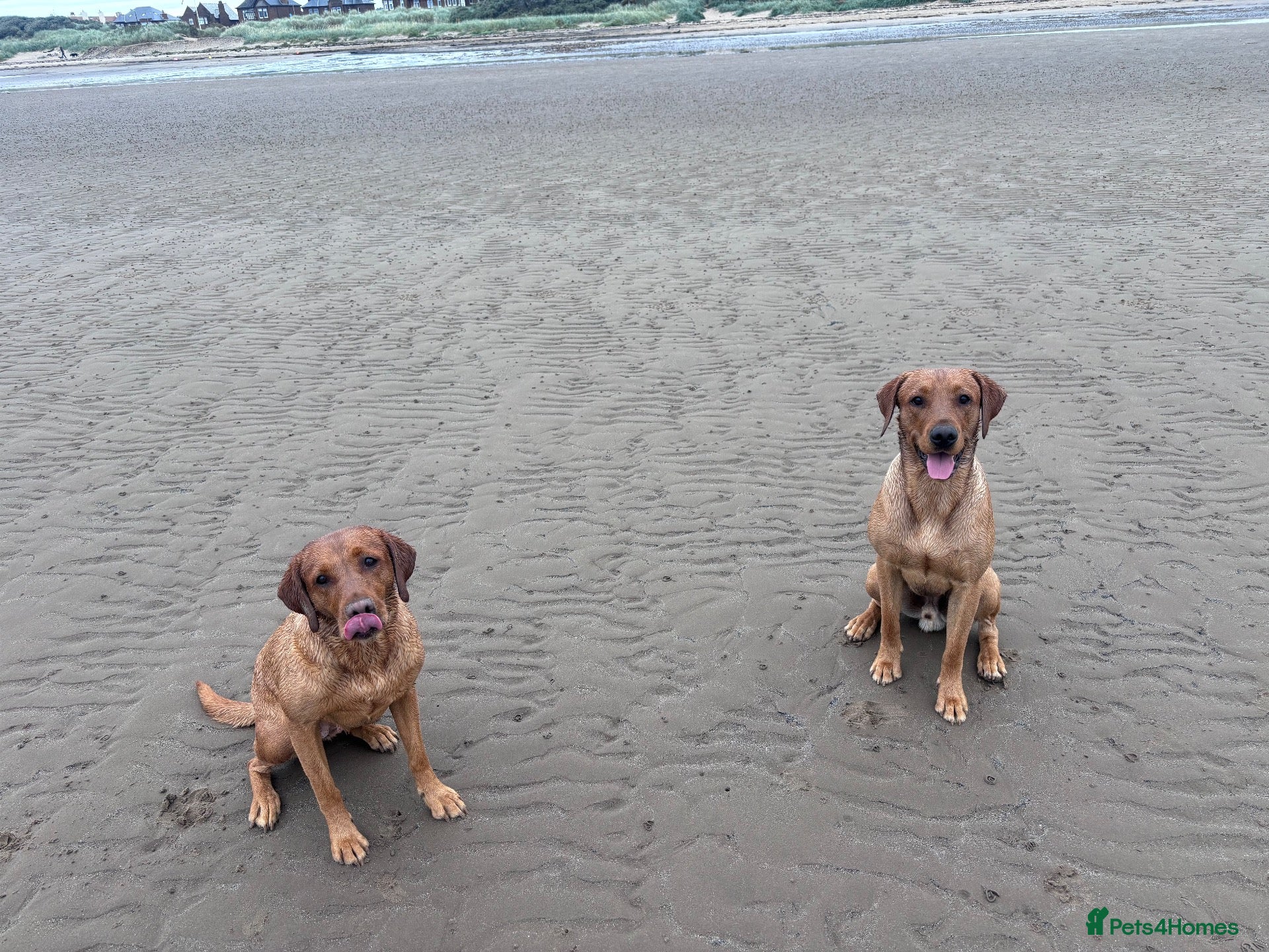 Labrador Retriever dogs Fox Red Lab for Stud - Advert 1