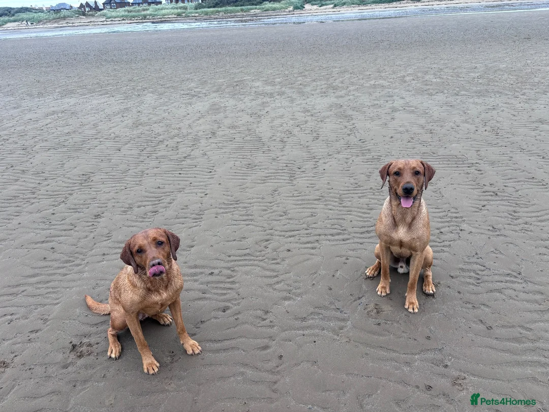 Labrador Retriever dogs for stud: Fox Red Lab for Stud in Troon - Advert 1