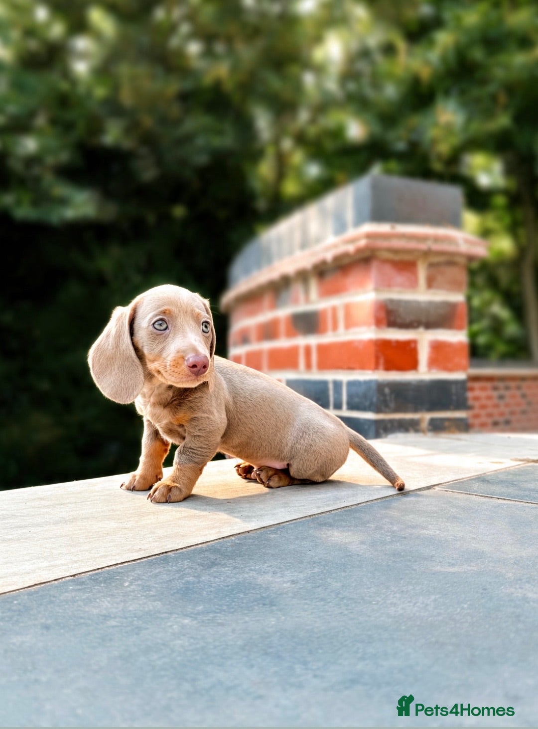 Miniature Dachshund dogs Stunning. KC. Miniature Dachshunds. PRA clear. - Advert 12