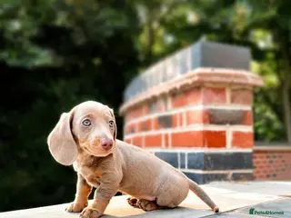Miniature Dachshund dogs Stunning. KC. Miniature Dachshunds. PRA clear. - Advert 12