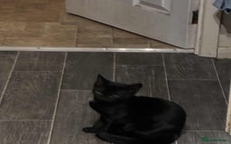 Mixed Breed cats for sale: Brother and Sister cuties - Image 2