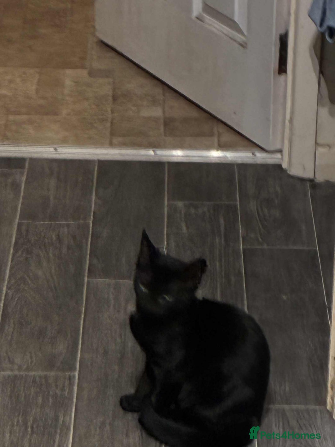 Mixed Breed cats for sale: Brother and Sister cuties - Image 2