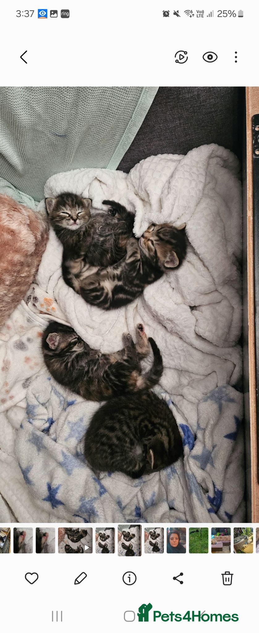 Mixed Breed cats Kittens  - Advert 11