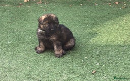 German Shepherd dogs for sale: German shepherd  - Image 19