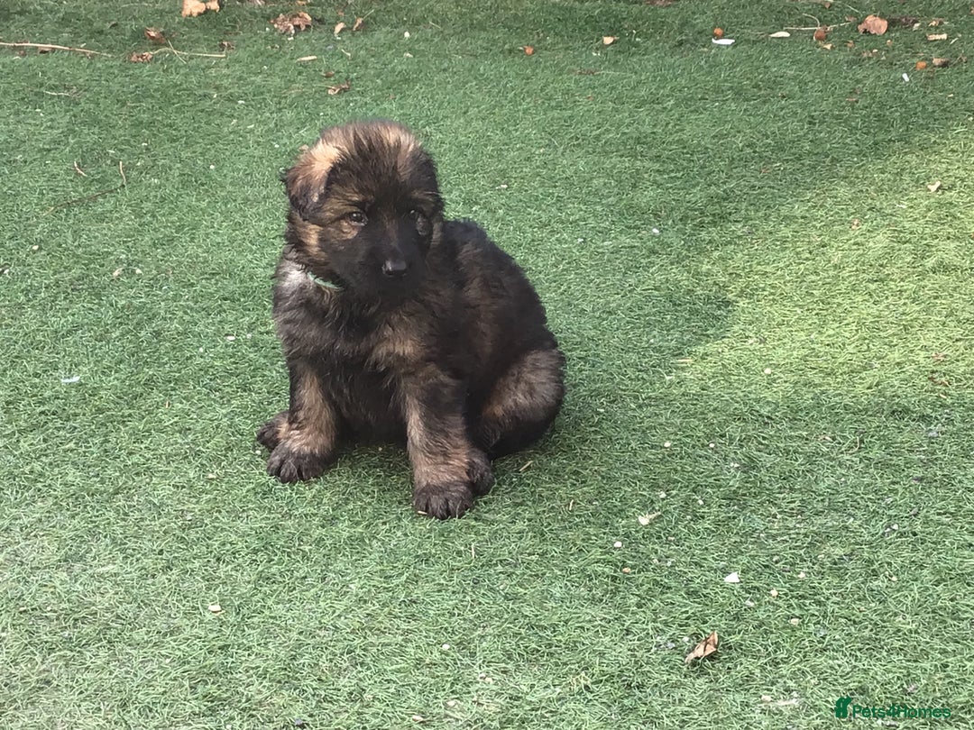 German Shepherd dogs for sale: German shepherd  - Image 19