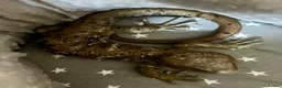 Skink reptiles for sale: Prehensile Tailed Skink - Advert 3