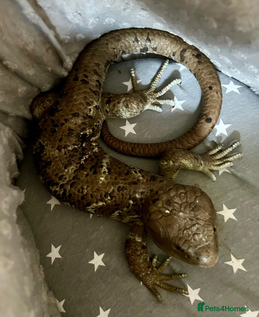 Skink reptiles for sale: Prehensile Tailed Skink - Advert 3