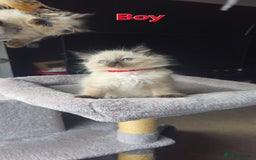 Ragdoll cats for sale: Ragdoll kittens  - Image 6