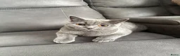 British Shorthair cats for sale: British shorthair kittens Ready Now - Advert 8