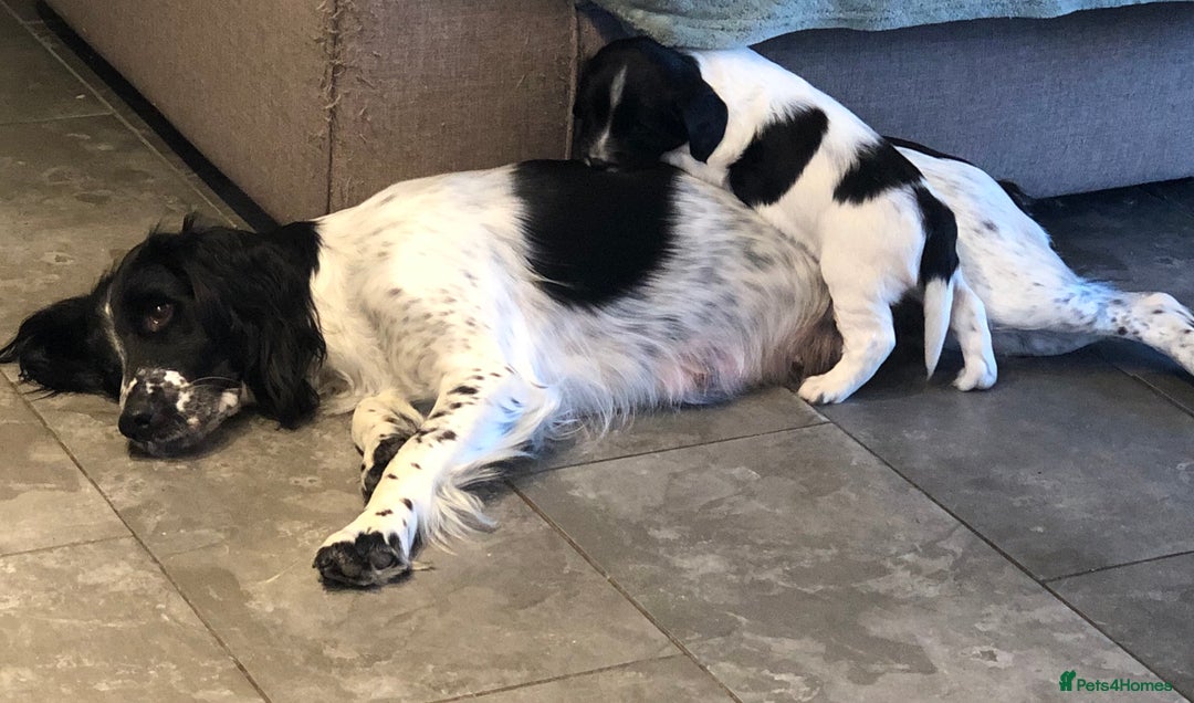 English Springer Spaniel dogs for sale: 🐾 Now reserved 🐾  - Advert 6