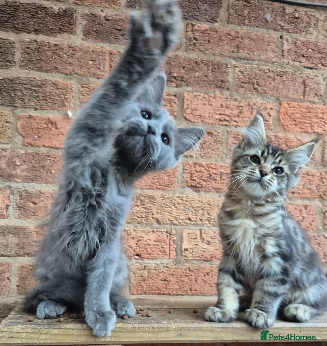 Maine Coon cats for sale: 2 Boys 3 girls Maine Coones kittens - Advert 28