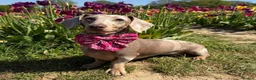 Chiweenie dogs for sale: Chiweenie chihuahua dachshund pups  - Advert 14