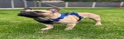 French Bulldog dogs for sale: French bulldog puppies  - Advert 3