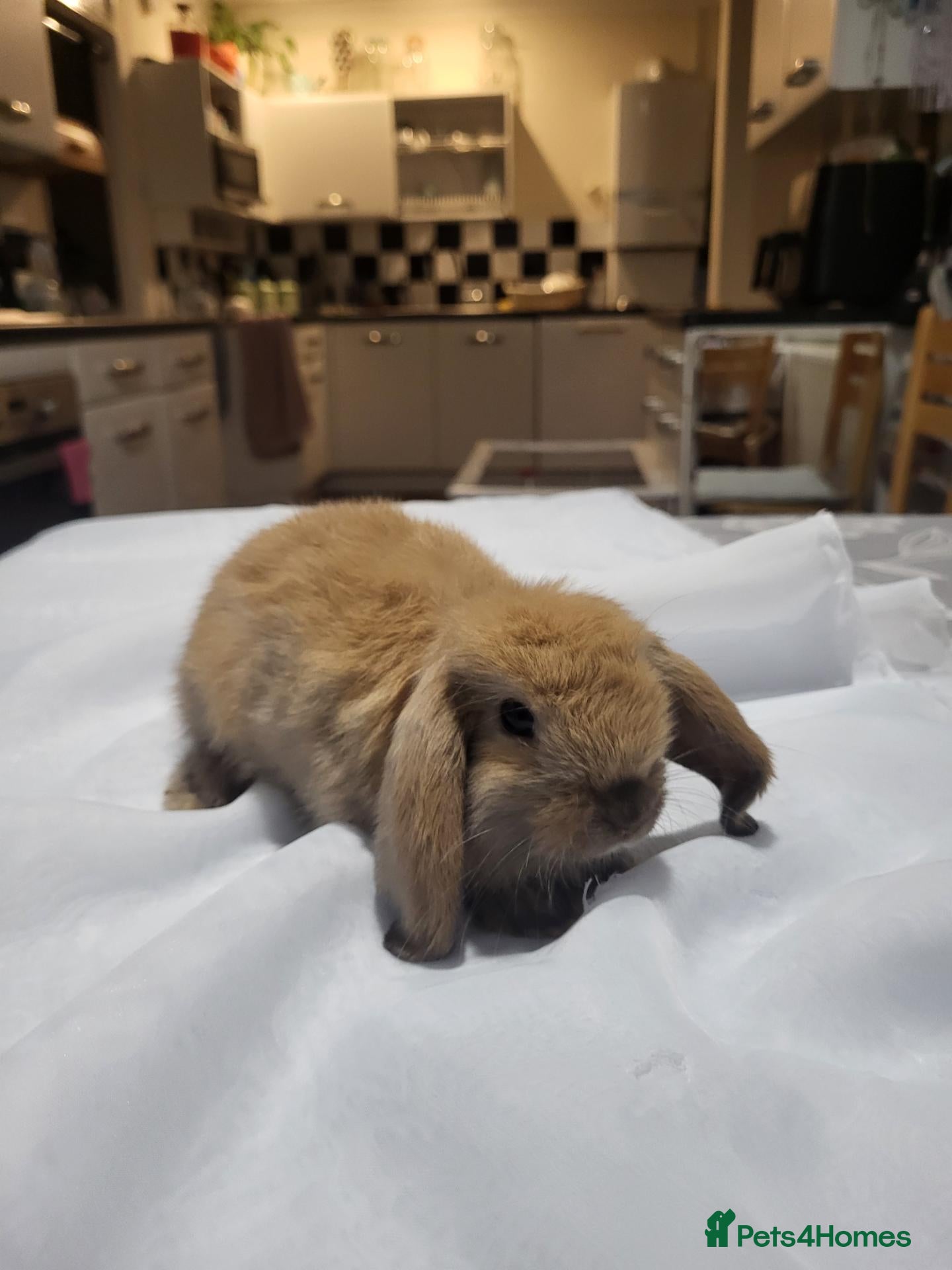 Mini Lop rabbits Beautiful Mini lop looking good a home. - Advert 1