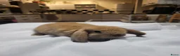 Mini Lop rabbits for sale: Beautiful Mini lop looking good a home. - Advert 1